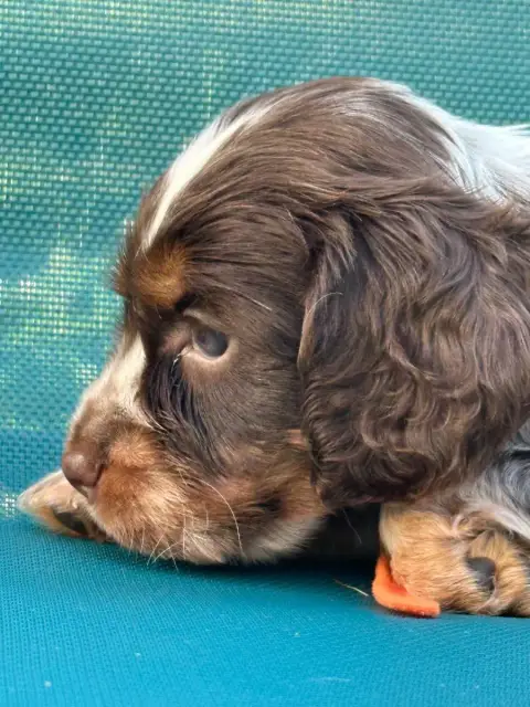 Cocker Spaniel Anglais  Collier Orange De L'Empereur  09a19 photo 2