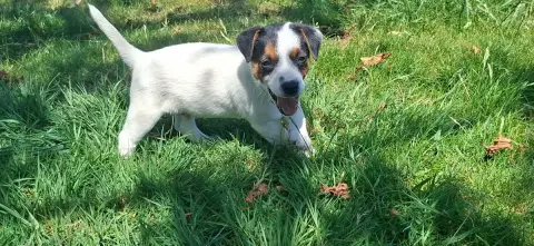 Jack Russell Terrier  Chiot 5 De L'Etang De Rochefort cc14f photo 3