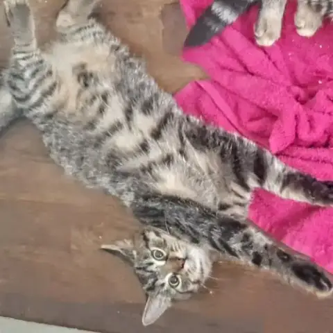 Lucius