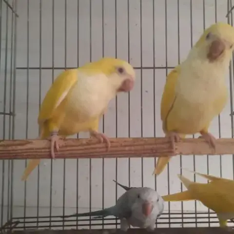 Conures Souris Epp