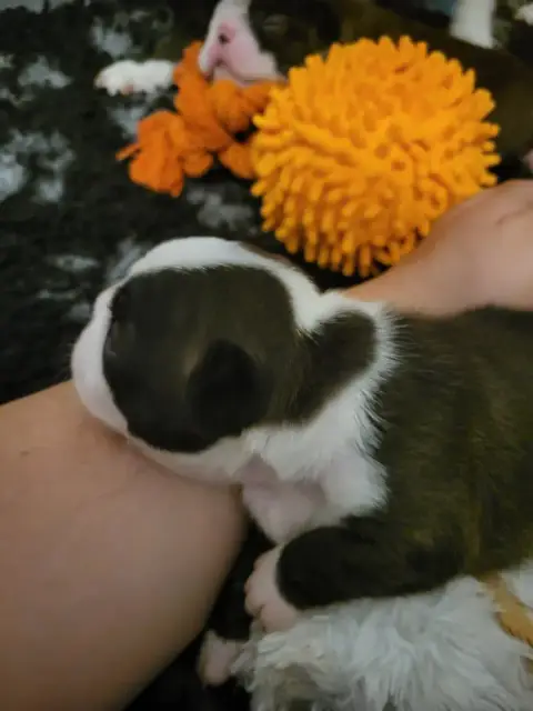Boston Terrier  Bohème D'Elladu