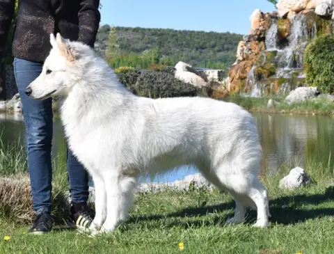 Berger Blanc Suisse  Another Win Gamer De La Niche De 65b23 photo 2