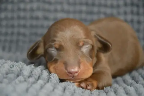 Teckel Poil Ras  Teckel Nain Chocolat Yeba'S Lucky St f3e06