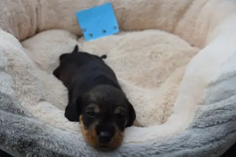 Teckel Poil Dur  Chiot N°1 Du Domaine Du Brame photo 3