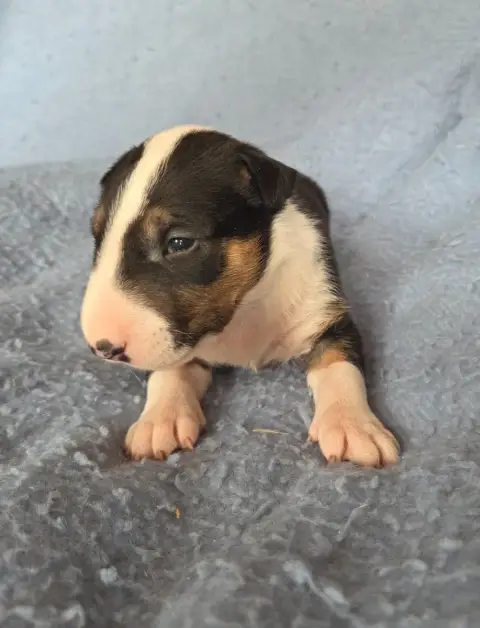 Bull Terrier  Chiot 8 By The Wall