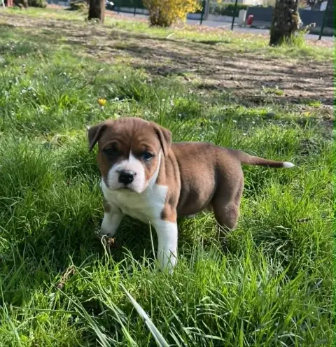American Staffordshire Terrier  Brownie Soul And Stee f40a8