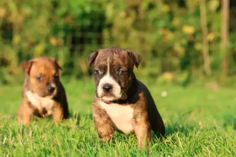 American Staffordshire Terrier  Broadway Style De Roc e3881 photo 2