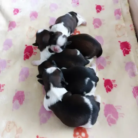 Shih Tzu  Chiot 1 Des Trésors De Kailash