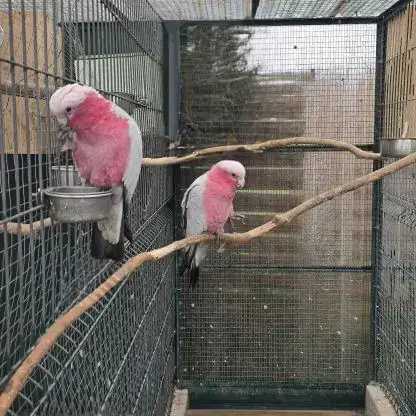 Couple Cacatoès Rosalbin