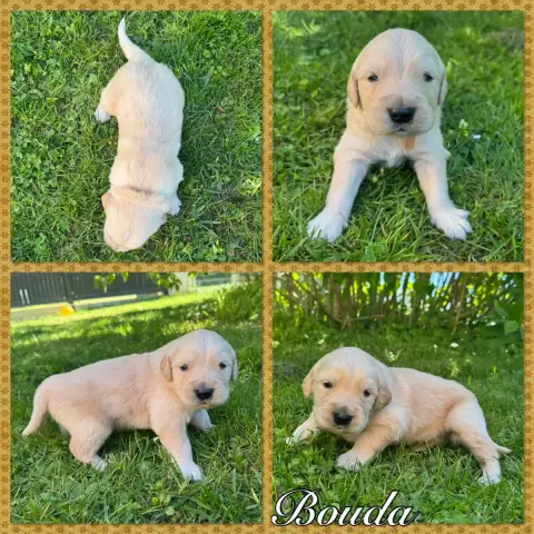 Golden Retriever  Bouba Du Domaine Des Belles Aubois 62c9b