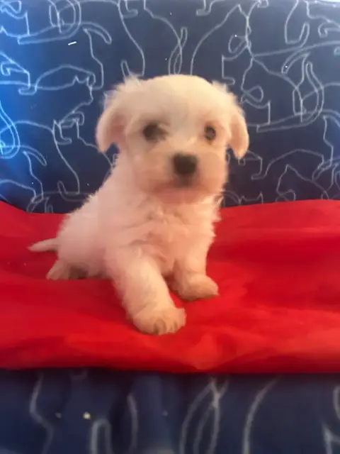 Bichon Maltais  Baron Du Hameau De Roxane