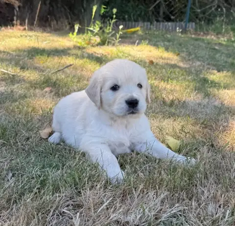 Golden Retriever  Chiot N°1 Du Moulin De Madjurie