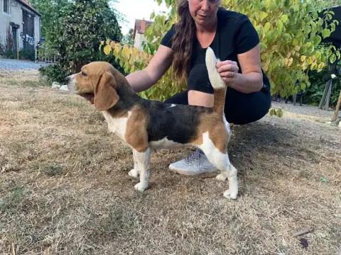 Beagle  Chiot 5 De Beaudribos photo 2