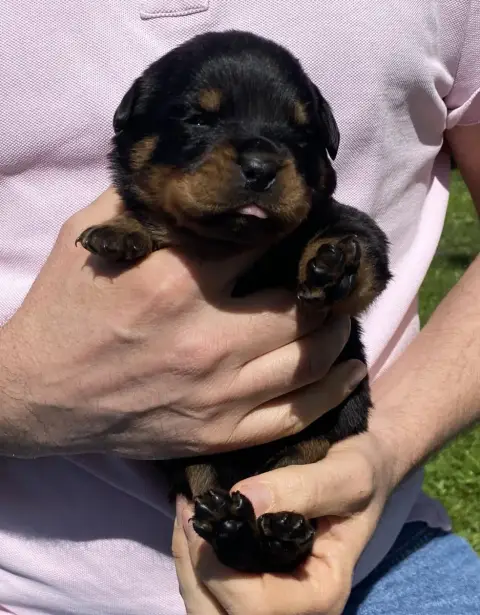 Rottweiler  Collier Violet De La Tour Gelee