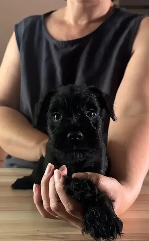 Schnauzer Miniature  Chiot 4 De Tierra Lemi photo 3