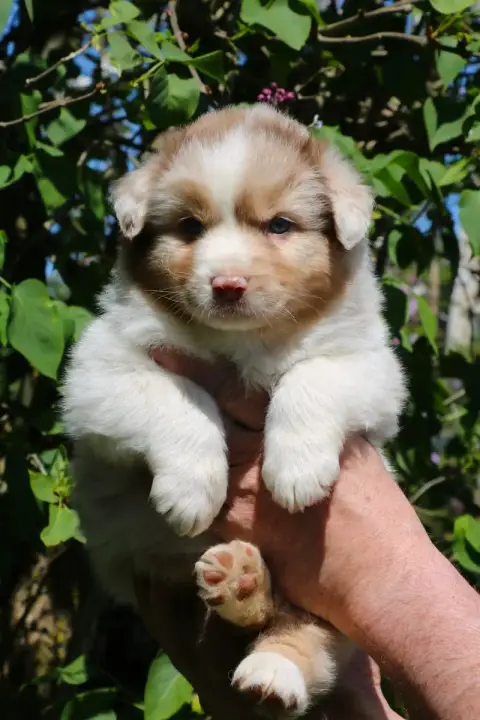 Berger Australien  Chiot N°7 De Windy'Stia