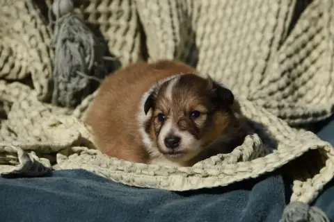 Shetland Sheepdog  Chiot N°6 Des Collines De Sagne