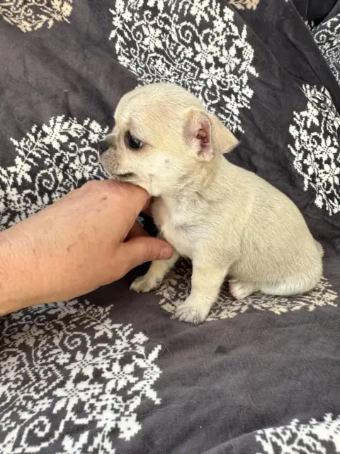 Chihuahua  Bonsaï photo 2