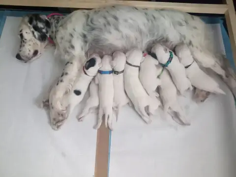 Adopter Setter Anglais 
                        Gris Du Gué D c65a0