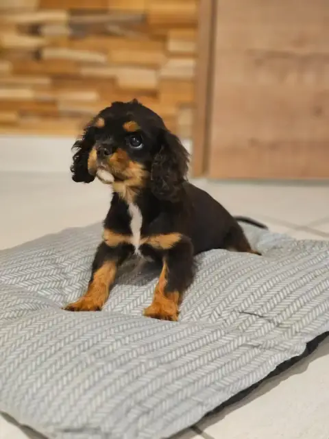 Cavalier King Charles Spaniel  Brave photo 3