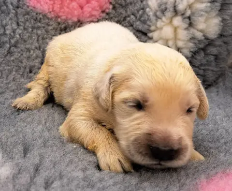 Golden Retriever  Basile photo 2