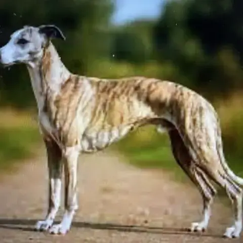 Cherche À Adopter Whippet