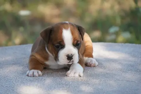 Bulldog Continental 
                        Chiot N° b1552 photo 2