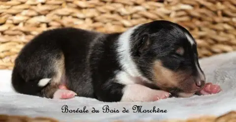 Shetland Sheepdog  Boréale Du Bois De Morchène photo 3