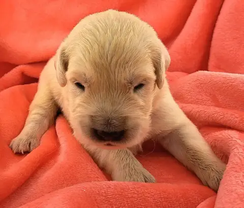Golden Retriever  Balto (Ruban Vert) Of Mayajoe'S Dre 21ecb