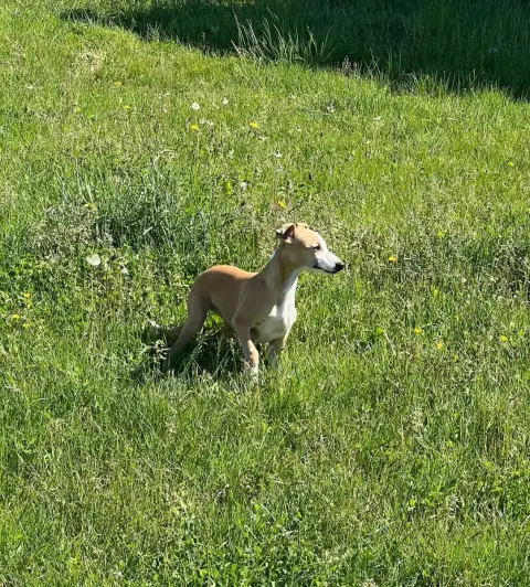 Whippet  Bonnie De L Eternel Mitness photo 3