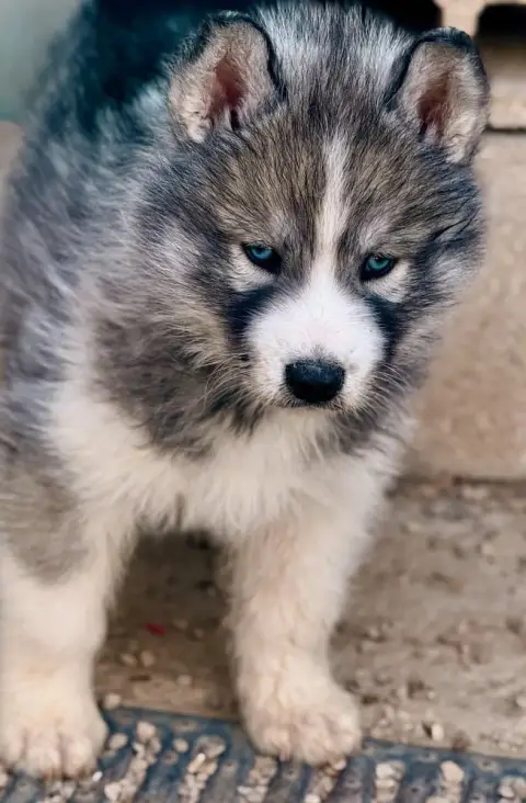 Siberian Husky  Chiot N°2 De Romane De La Fardelle