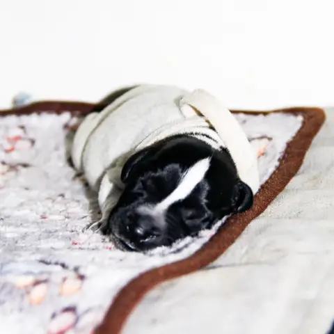 Chien D'Arrêt Allemand À Poil Dur  Belinor Des Arrêts 42625