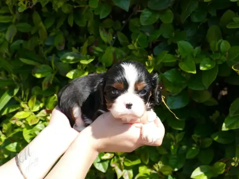 Cavalier King Charles Spaniel  Collier Orange Du Temp 4f115