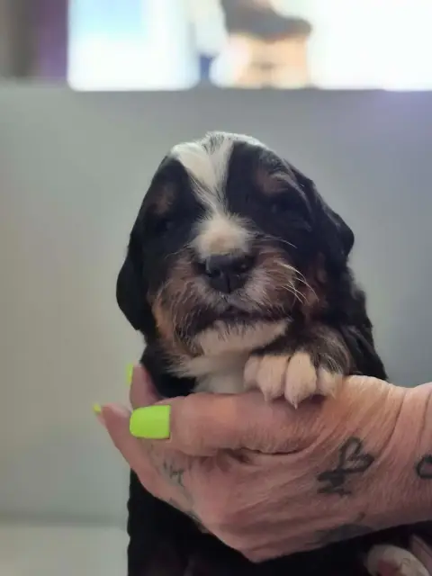 Bouvier Bernois  Chiot Vert De La Lumière D'Eden
