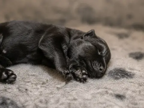 Berger Allemand  Chiot N°7 Du Domaine De Sanctae Cruc 15923