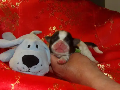 Shih Tzu  Chiot N°2 Du Paradis D'Indiana
