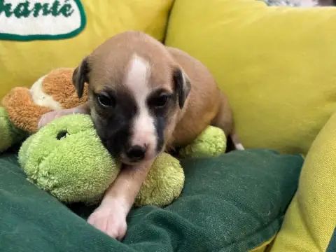 Whippet  Bérénice Du Cèdre Enchanté