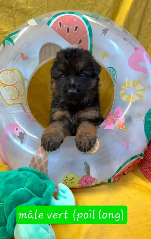 Berger Allemand 
                        Chiot 2 Du C 8d059