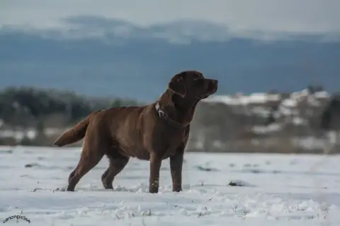 Labrador Retriever  Balko Du Domaine De La Villatelle e93ce photo 3