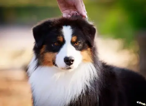 Berger Australien  Chiot photo 3