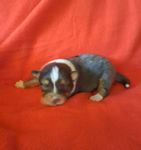 Berger Australien  Chiot 6 De La Pierre Du B'Ressieux 6f681