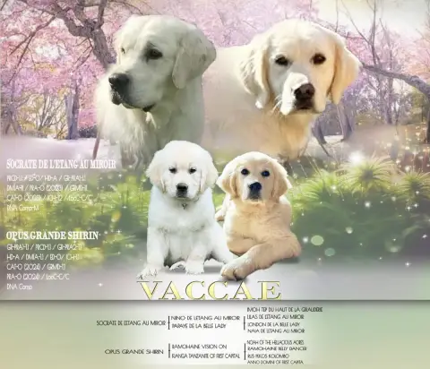 Golden Retriever  Mr Bleu Vaccae
