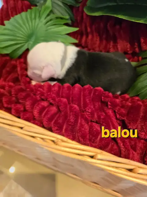 Bobtail  Balou Du Royaume De Plume