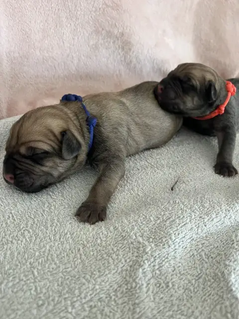 Cane Corso  Bleu Du Domaine De La Voie Romaine