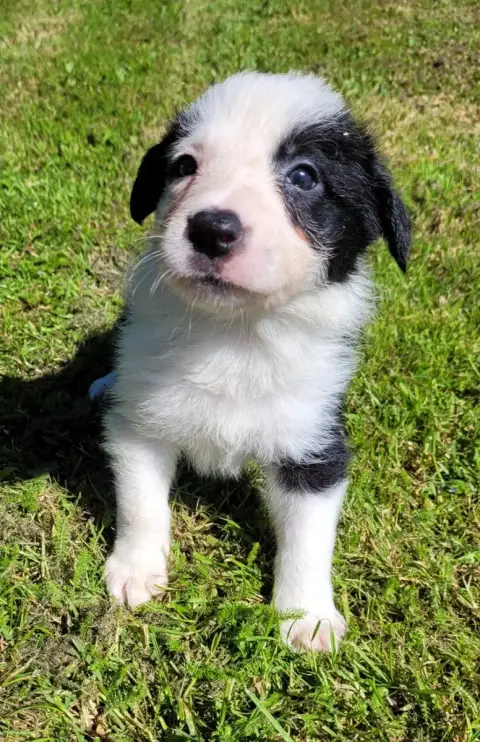 Border Collie photo 2
