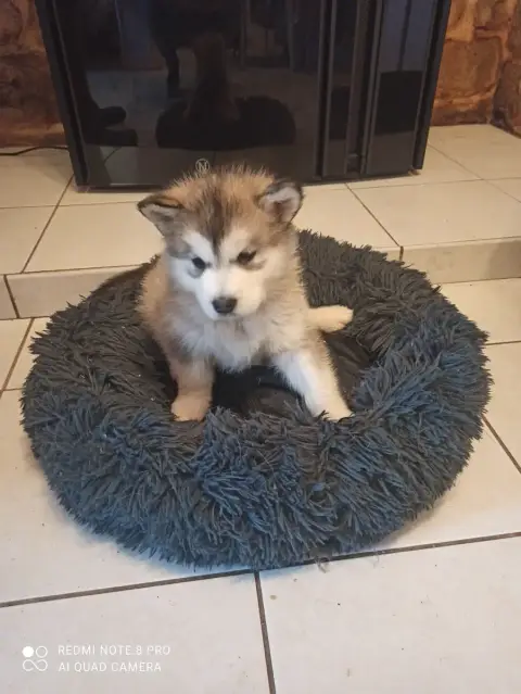 Alaskan Malamute