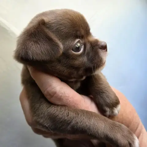 Chihuahua  B2
