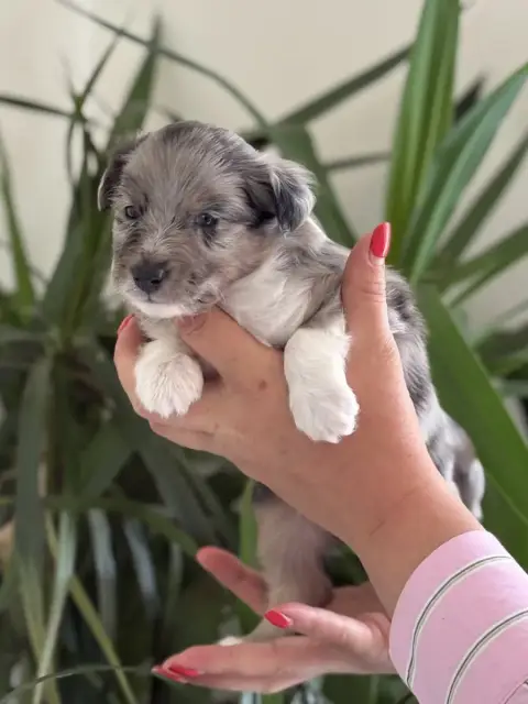 Shetland Sheepdog  Chiot N°3