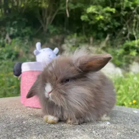 Mini Lion Lop
