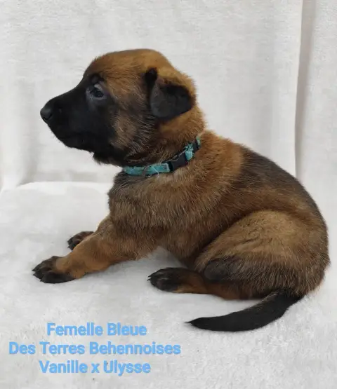 Berger Belge  Bleue Des Terres Behennoises photo 2